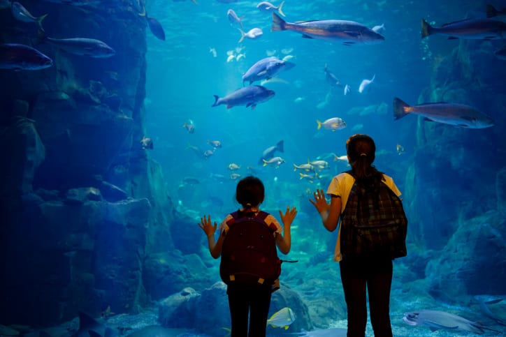 Dallas World Aquarium - GettyImages 843611030